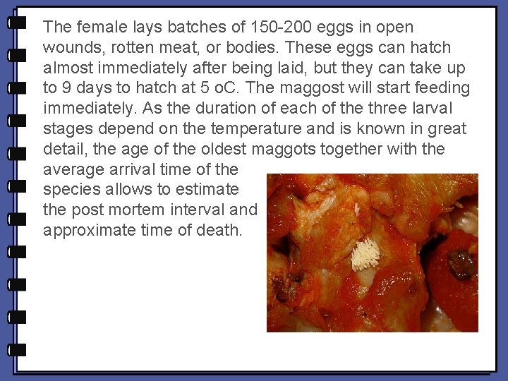 The female lays batches of 150 -200 eggs in open wounds, rotten meat, or The female lays batches of 150 -200 eggs in open wounds, rotten meat, or