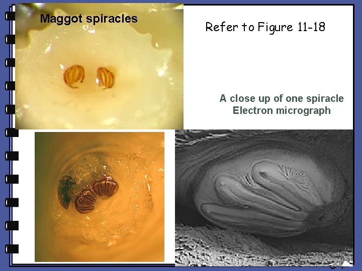 Maggot spiracles Refer to Figure 11 -18 A close up of one spiracle Electron Maggot spiracles Refer to Figure 11 -18 A close up of one spiracle Electron