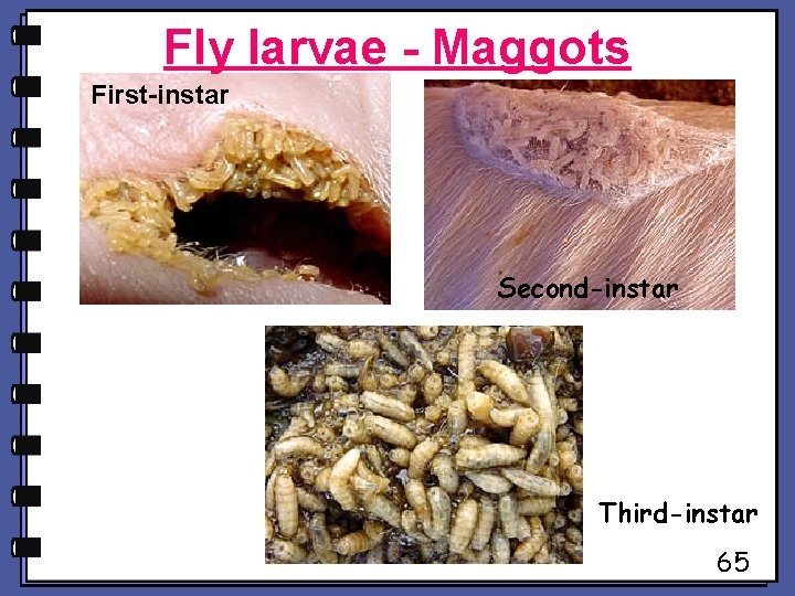 Fly larvae - Maggots First-instar Second-instar Third-instar 65 Fly larvae - Maggots First-instar Second-instar Third-instar 65
