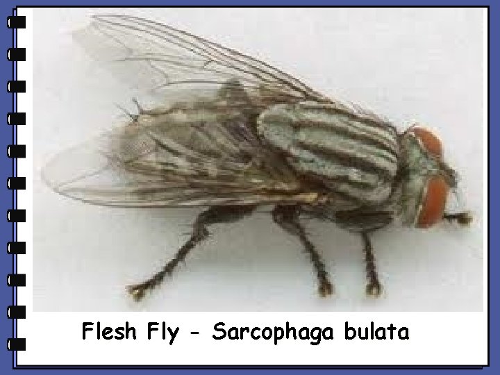 Flesh Fly - Sarcophaga bulata Flesh Fly - Sarcophaga bulata