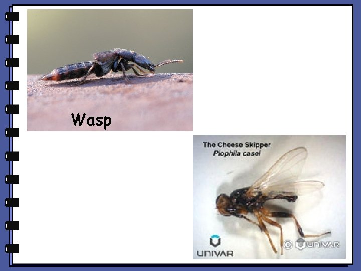 Wasp Wasp