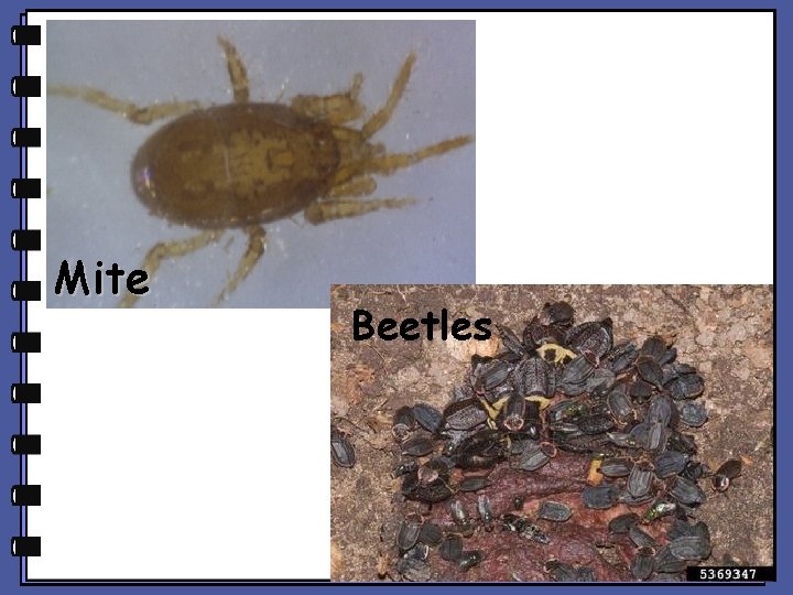 Mite Beetles Mite Beetles