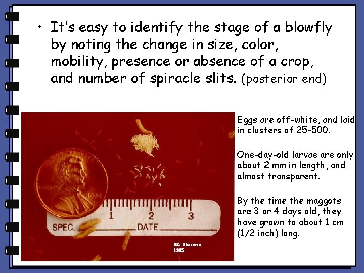 • It’s easy to identify the stage of a blowfly by noting the • It’s easy to identify the stage of a blowfly by noting the