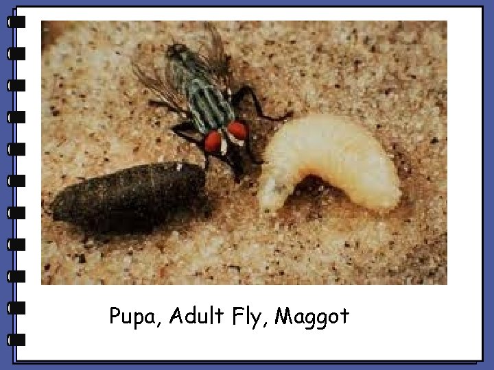 Pupa, Adult Fly, Maggot Pupa, Adult Fly, Maggot