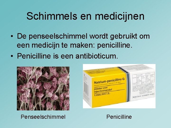 Schimmels en medicijnen • De penseelschimmel wordt gebruikt om een medicijn te maken: penicilline.