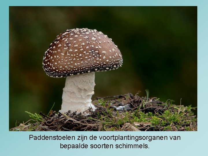 Paddenstoelen zijn de voortplantingsorganen van bepaalde soorten schimmels. 