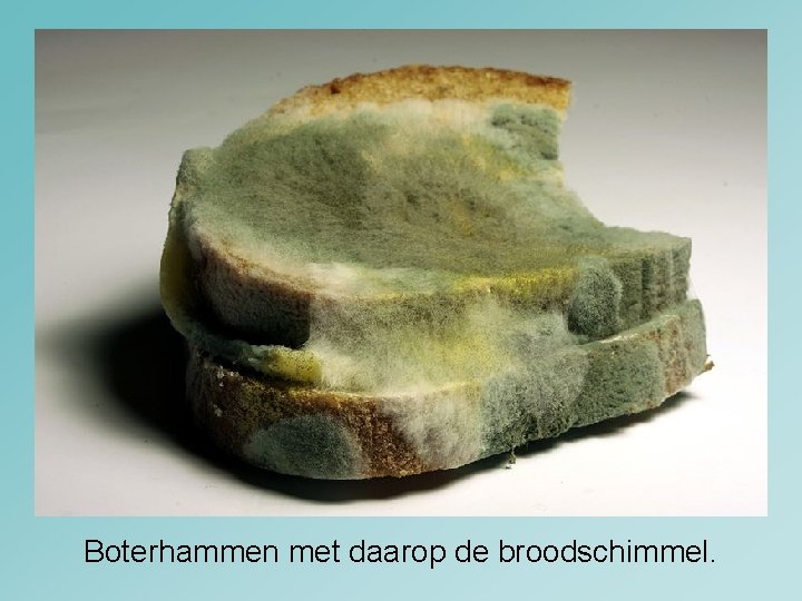 Boterhammen met daarop de broodschimmel. 