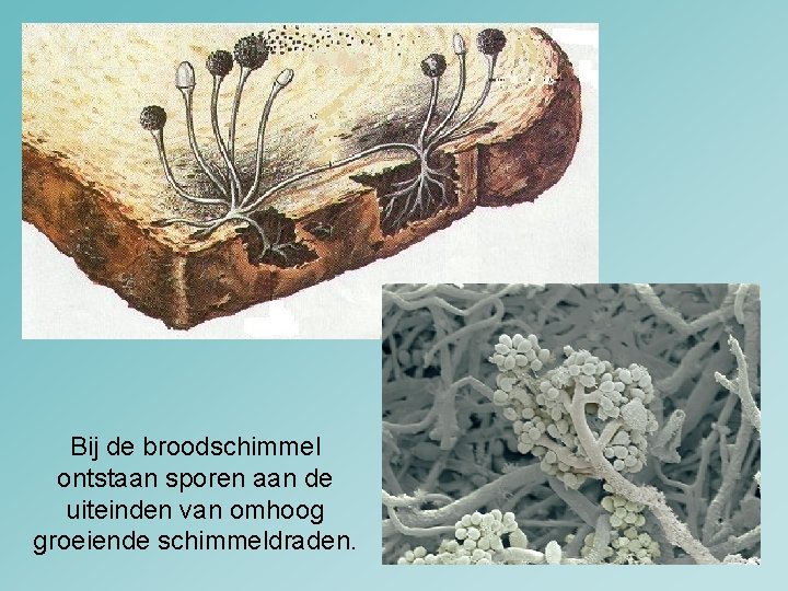 Bij de broodschimmel ontstaan sporen aan de uiteinden van omhoog groeiende schimmeldraden. 