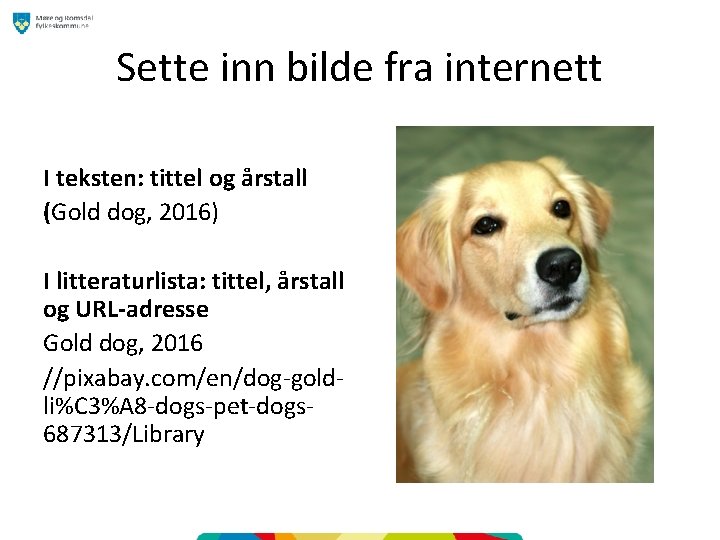 Sette inn bilde fra internett I teksten: tittel og årstall (Gold dog, 2016) I