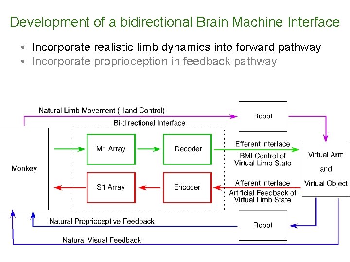 Development of a bidirectional Brain Machine Interface • Incorporate realistic limb dynamics into forward