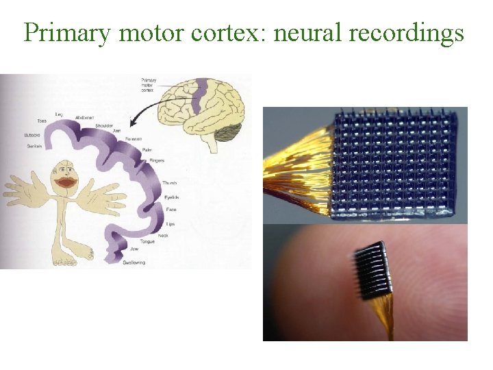 Primary motor cortex: neural recordings 