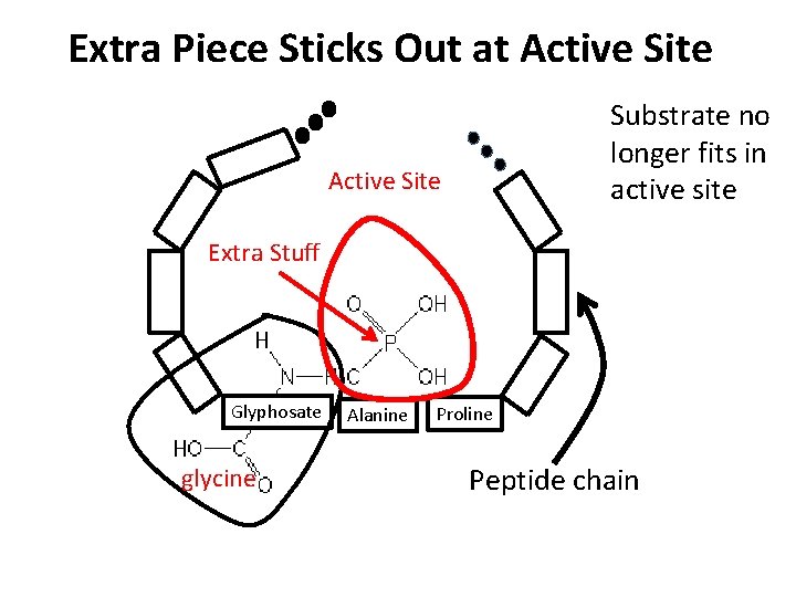 Extra Piece Sticks Out at Active Site Substrate no longer fits in active site Extra Piece Sticks Out at Active Site Substrate no longer fits in active site