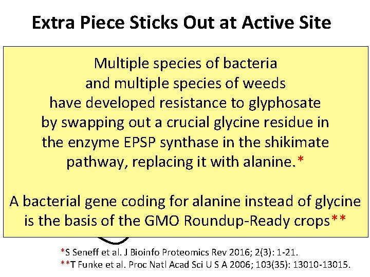 Extra Piece Sticks Out at Active Site Substrate no Multiple species of bacteria longer Extra Piece Sticks Out at Active Site Substrate no Multiple species of bacteria longer