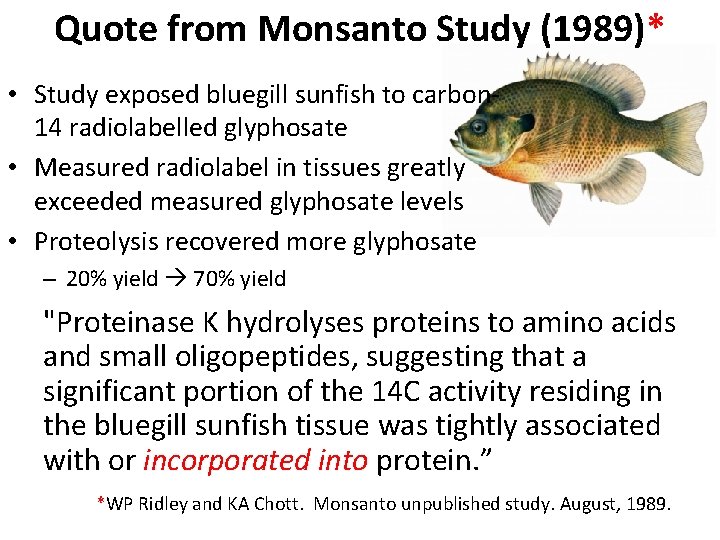 Quote from Monsanto Study (1989)* • Study exposed bluegill sunfish to carbon 14 radiolabelled Quote from Monsanto Study (1989)* • Study exposed bluegill sunfish to carbon 14 radiolabelled