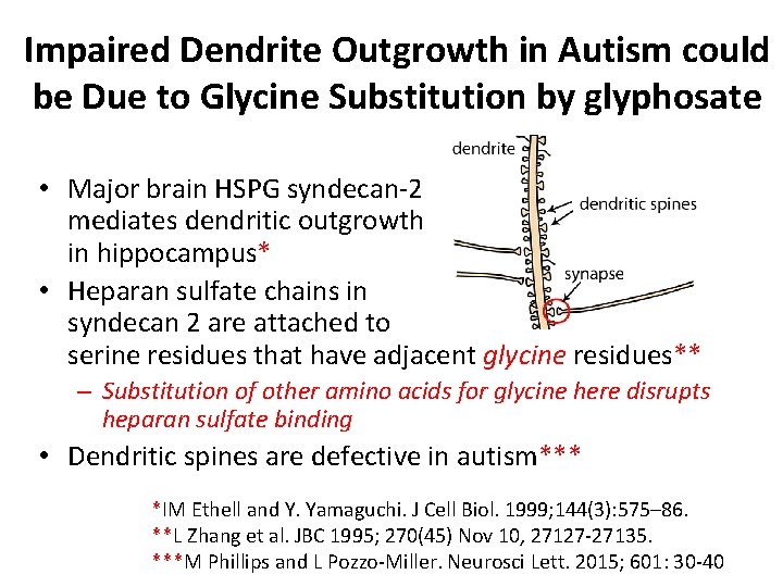 Impaired Dendrite Outgrowth in Autism could be Due to Glycine Substitution by glyphosate • Impaired Dendrite Outgrowth in Autism could be Due to Glycine Substitution by glyphosate •