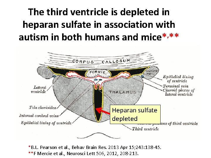 The third ventricle is depleted in heparan sulfate in association with autism in both The third ventricle is depleted in heparan sulfate in association with autism in both