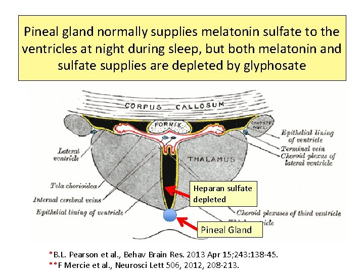 Pineal gland normally supplies melatonin sulfate to the ventricles at night during sleep, but Pineal gland normally supplies melatonin sulfate to the ventricles at night during sleep, but