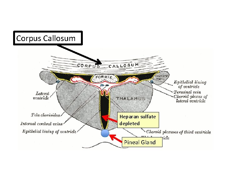 Corpus Callosum Heparan sulfate depleted Pineal Gland Corpus Callosum Heparan sulfate depleted Pineal Gland
