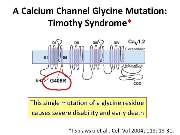 A Calcium Channel Glycine Mutation: Timothy Syndrome* This single mutation of a glycine residue A Calcium Channel Glycine Mutation: Timothy Syndrome* This single mutation of a glycine residue