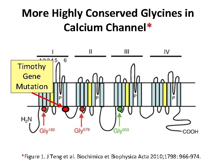 More Highly Conserved Glycines in Calcium Channel* Timothy Gene Mutation *Figure 1. J Teng More Highly Conserved Glycines in Calcium Channel* Timothy Gene Mutation *Figure 1. J Teng