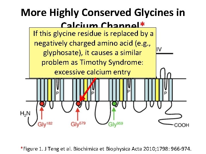 More Highly Conserved Glycines in Calcium Channel* If this glycine residue is replaced by More Highly Conserved Glycines in Calcium Channel* If this glycine residue is replaced by