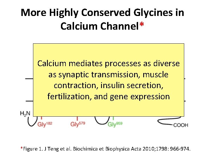 More Highly Conserved Glycines in Calcium Channel* Calcium mediates processes as diverse as synaptic More Highly Conserved Glycines in Calcium Channel* Calcium mediates processes as diverse as synaptic
