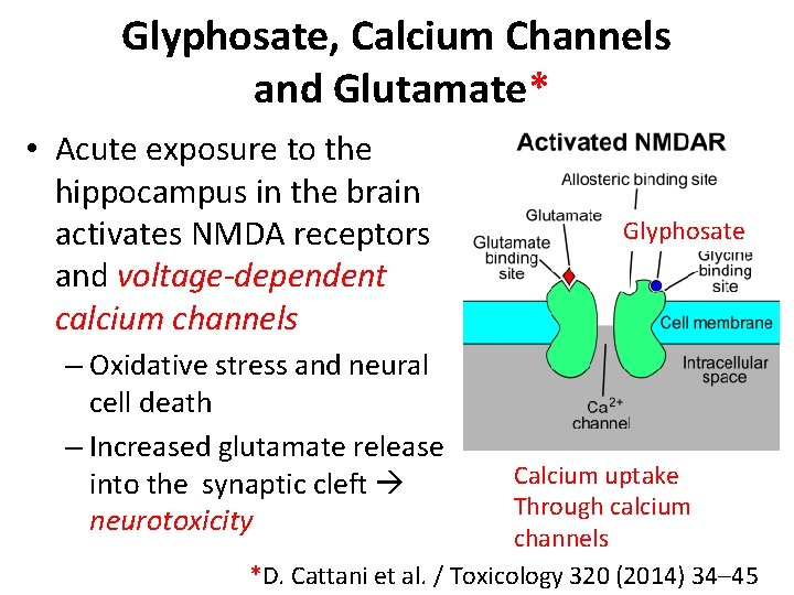 Glyphosate, Calcium Channels and Glutamate* • Acute exposure to the hippocampus in the brain Glyphosate, Calcium Channels and Glutamate* • Acute exposure to the hippocampus in the brain