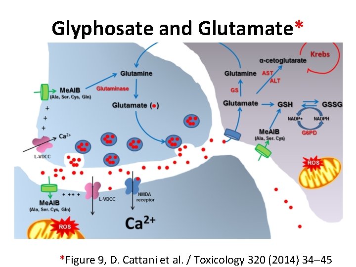 Glyphosate and Glutamate* *Figure 9, D. Cattani et al. / Toxicology 320 (2014) 34– Glyphosate and Glutamate* *Figure 9, D. Cattani et al. / Toxicology 320 (2014) 34–