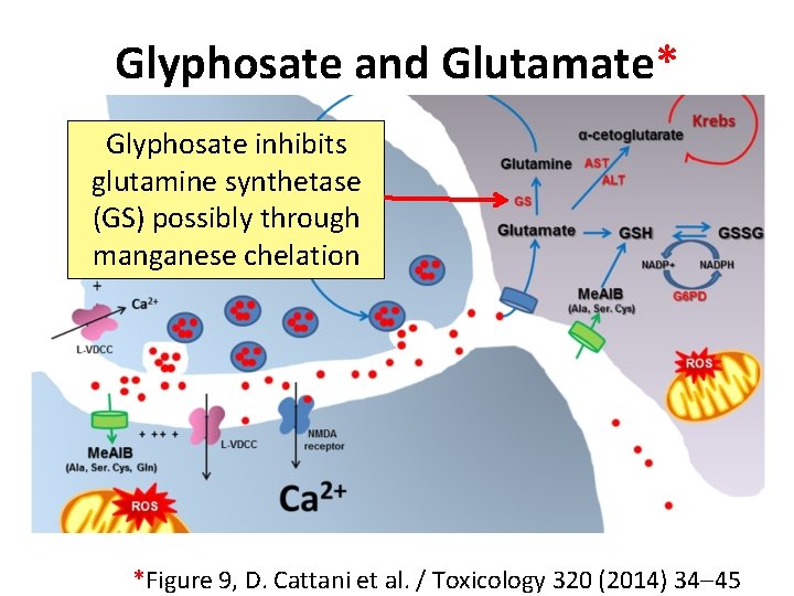 Glyphosate and Glutamate* Glyphosate inhibits glutamine synthetase (GS) possibly through manganese chelation *Figure 9, Glyphosate and Glutamate* Glyphosate inhibits glutamine synthetase (GS) possibly through manganese chelation *Figure 9,