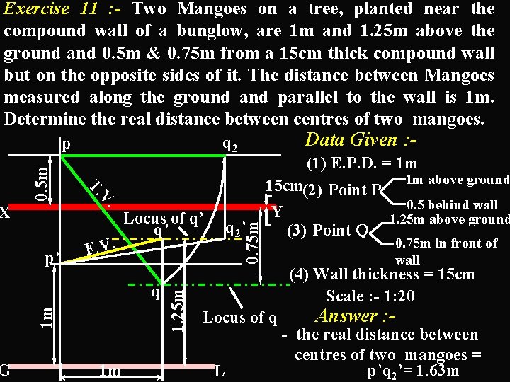 Exercise 11 : - Two Mangoes on a tree, planted near the compound wall