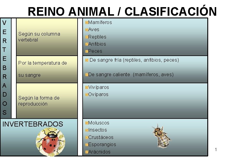 REINO ANIMAL / CLASIFICACIÓN V E R T E B R A D O