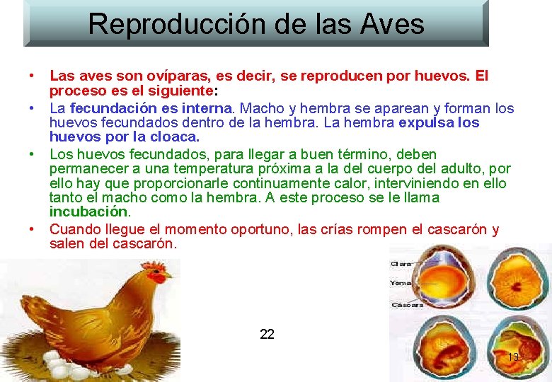 Reproducción de las Aves • Las aves son ovíparas, es decir, se reproducen por