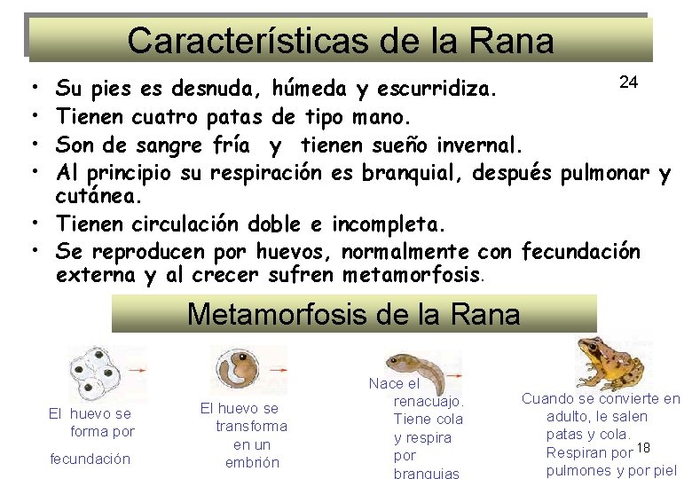 Características de la Rana • • 24 Su pies es desnuda, húmeda y escurridiza.