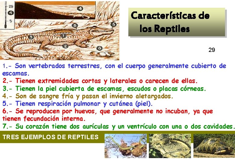  Características de los Reptiles 29 1. - Son vertebrados terrestres, con el cuerpo
