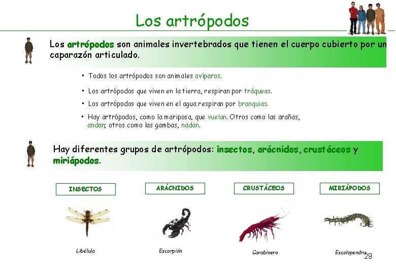 Los artrópodos son animales invertebrados que tienen el cuerpo cubierto por un caparazón articulado.