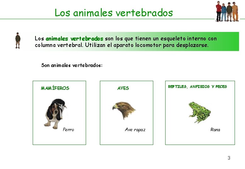 Los animales vertebrados son los que tienen un esqueleto interno con columna vertebral. Utilizan