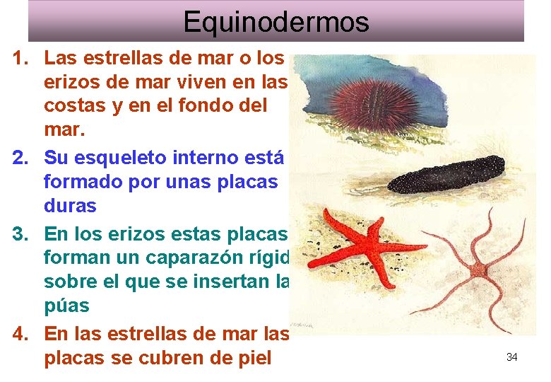 Equinodermos 1. Las estrellas de mar o los erizos de mar viven en las