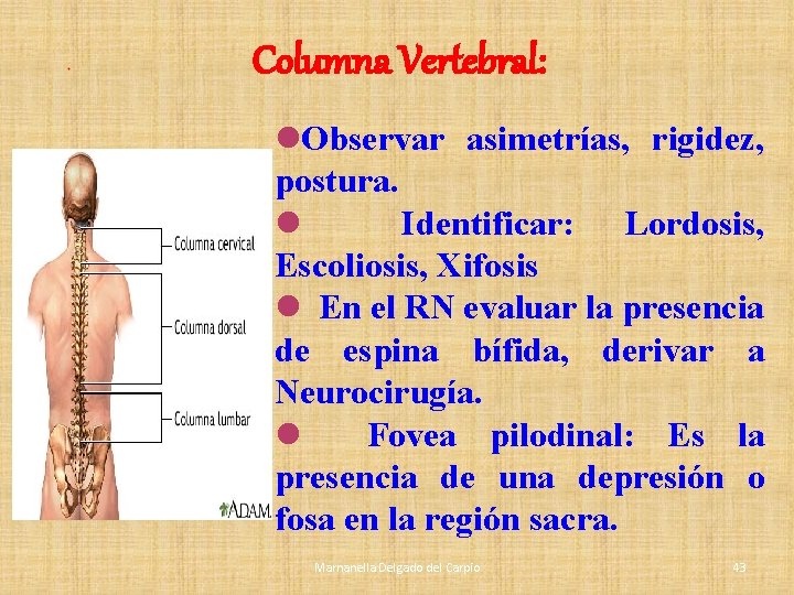 Columna Vertebral: l. Observar asimetrías, rigidez, postura. l Identificar: Lordosis, Escoliosis, Xifosis l En Columna Vertebral: l. Observar asimetrías, rigidez, postura. l Identificar: Lordosis, Escoliosis, Xifosis l En