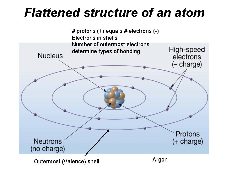 Flattened structure of an atom # protons (+) equals # electrons (-) Electrons in