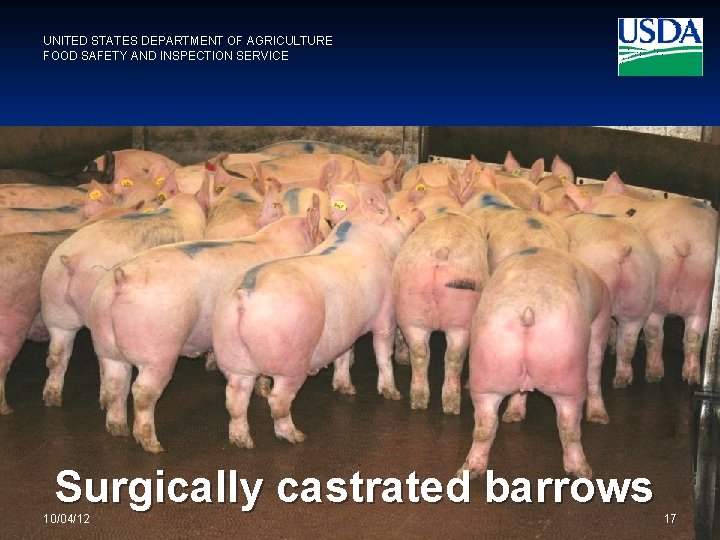 UNITED STATES DEPARTMENT OF AGRICULTURE FOOD SAFETY AND INSPECTION SERVICE Surgically castrated barrows 10/04/12