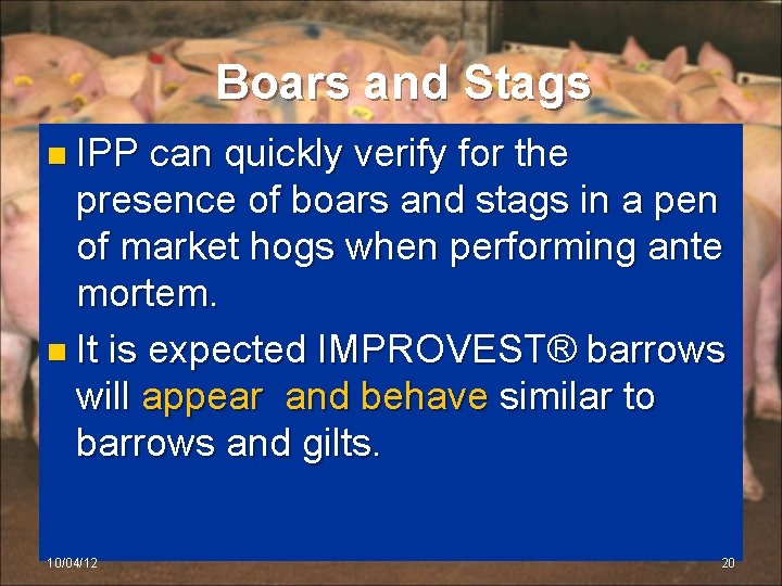 Boars and Stags n IPP can quickly verify for the presence of boars and