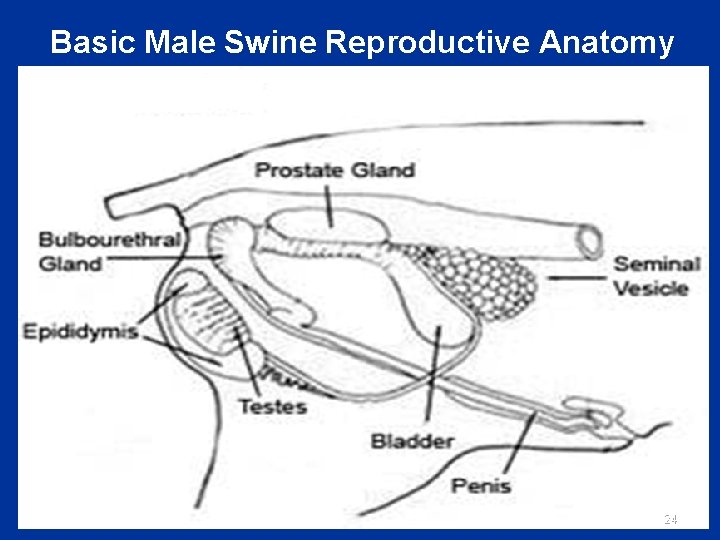 Basic Male Swine Reproductive Anatomy 10/04/12 24 