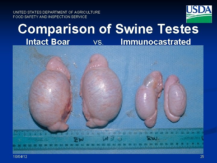 UNITED STATES DEPARTMENT OF AGRICULTURE FOOD SAFETY AND INSPECTION SERVICE Comparison of Swine Testes