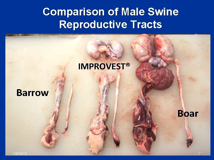 Comparison of Male Swine Reproductive Tracts IMPROVEST® Barrow Boar 10/04/12 27 