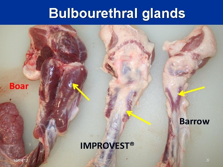 Bulbourethral glands Boar Barrow IMPROVEST® 10/04/12 28 