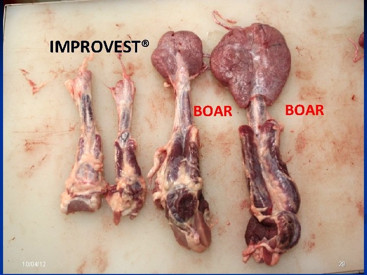 UNITED STATES DEPARTMENT OF AGRICULTURE FOOD SAFETY AND INSPECTION SERVICE IMPROVEST® BOAR 10/04/12 BOAR