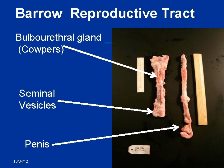 Barrow Reproductive Tract Bulbourethral gland (Cowpers) Seminal Vesicles Penis 10/04/12 31 