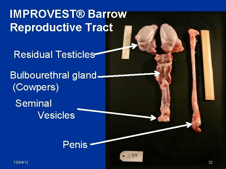 IMPROVEST® Barrow Reproductive Tract Residual Testicles Bulbourethral gland (Cowpers) Seminal Vesicles Penis 10/04/12 32