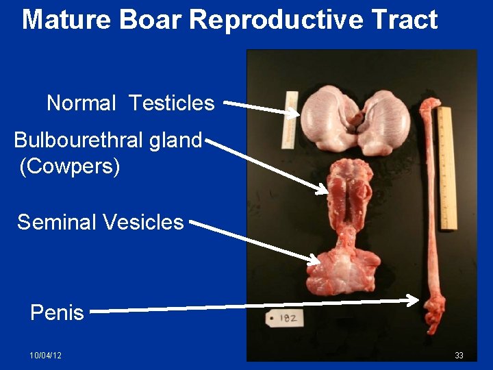 Mature Boar Reproductive Tract Normal Testicles Bulbourethral gland (Cowpers) Seminal Vesicles Penis 10/04/12 33