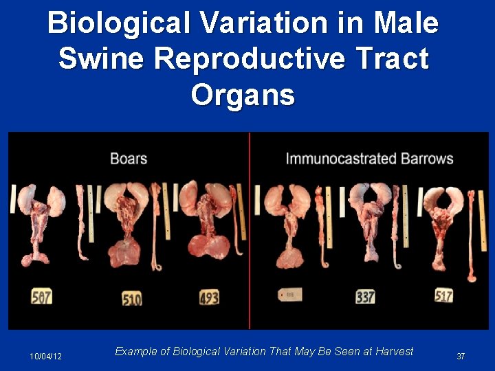 Biological Variation in Male Swine Reproductive Tract Organs Seminal Vesicles 10/04/12 Example of Biological